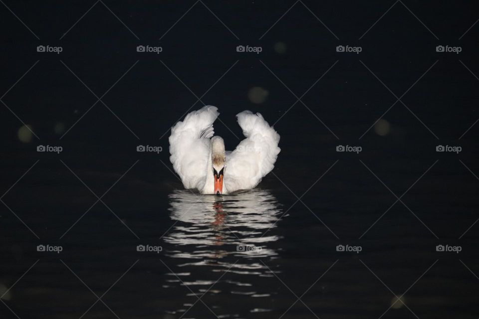 A White swan