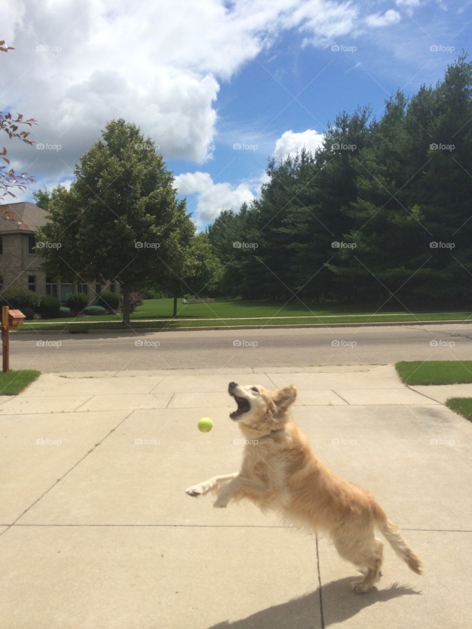 Dog playing catch