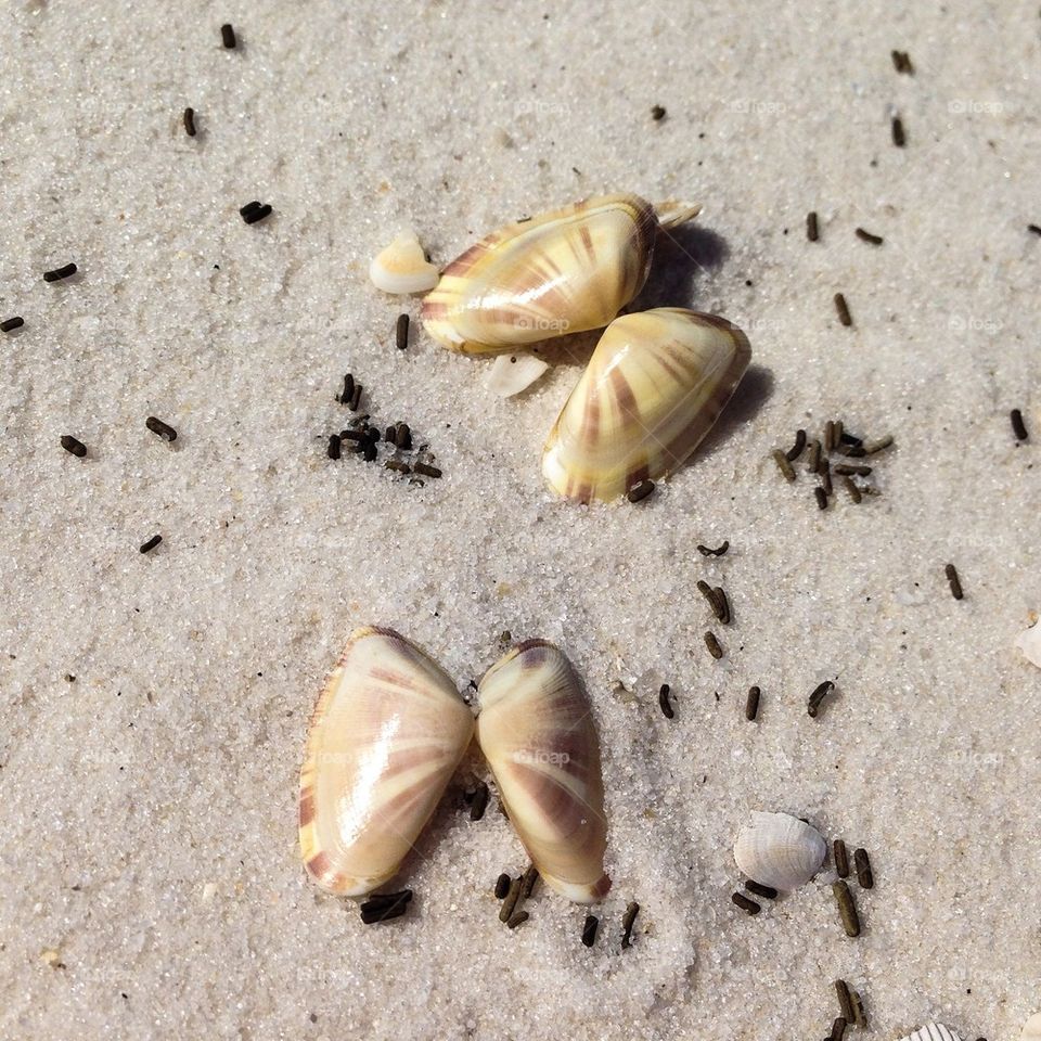 Shells 