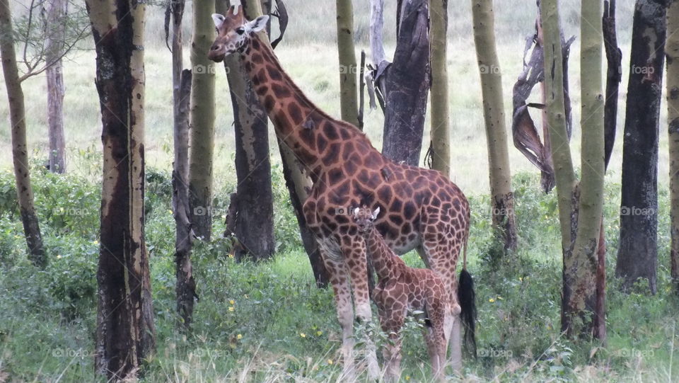 Mother Giraffe and baby