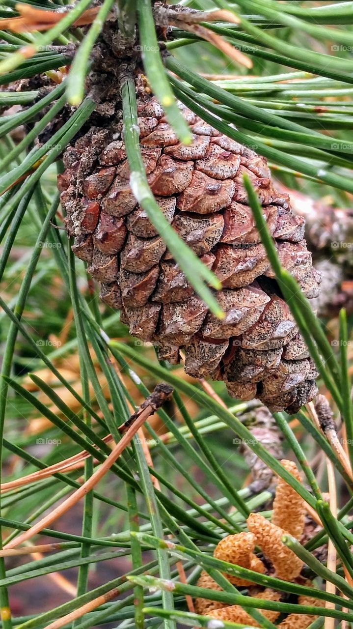 Mature pinecone and new growth on branch