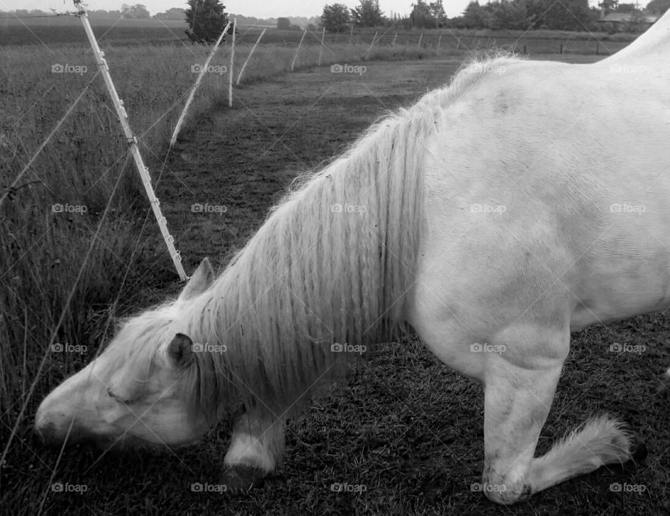 Kneeling Pony in Black and White