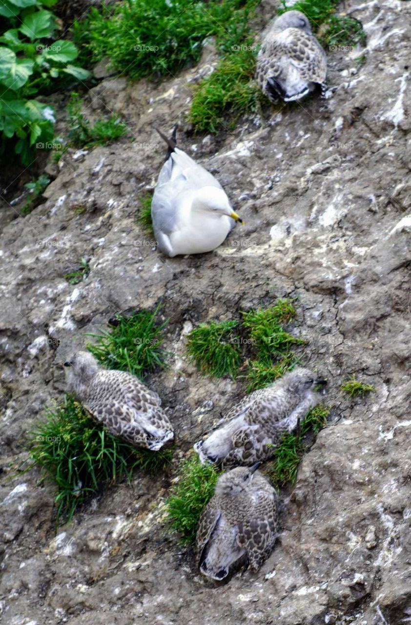 Seagulls, chicks, nesting on a rock