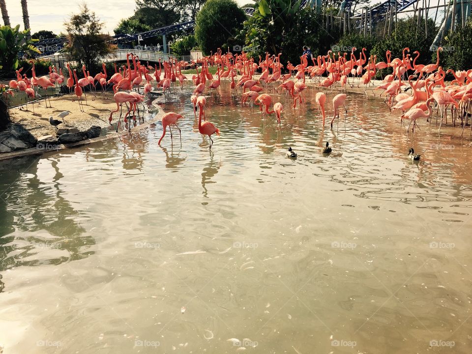 San Diego- Flamingos