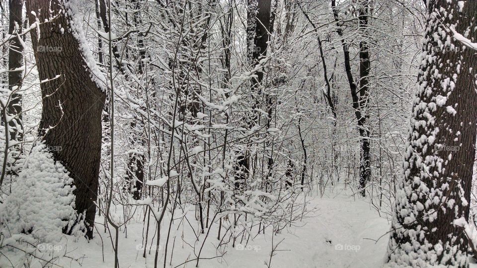 snowy woodland