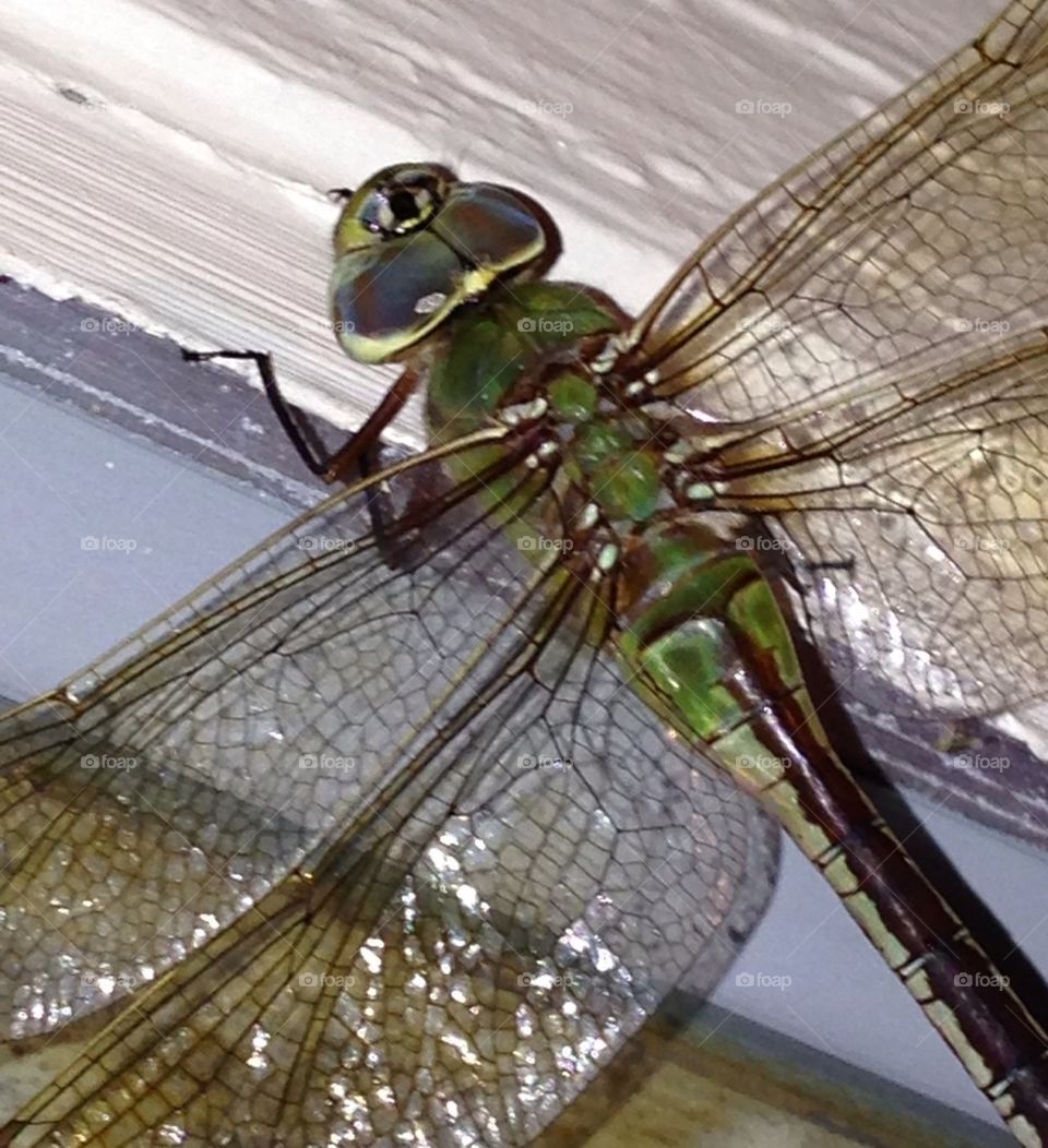 Dragonfly