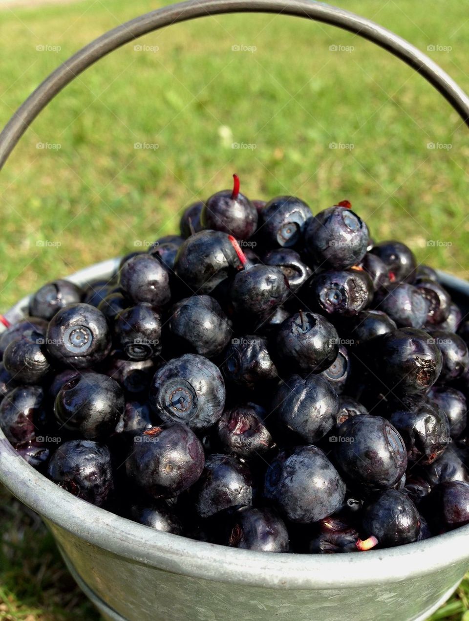 Blueberry bucket.