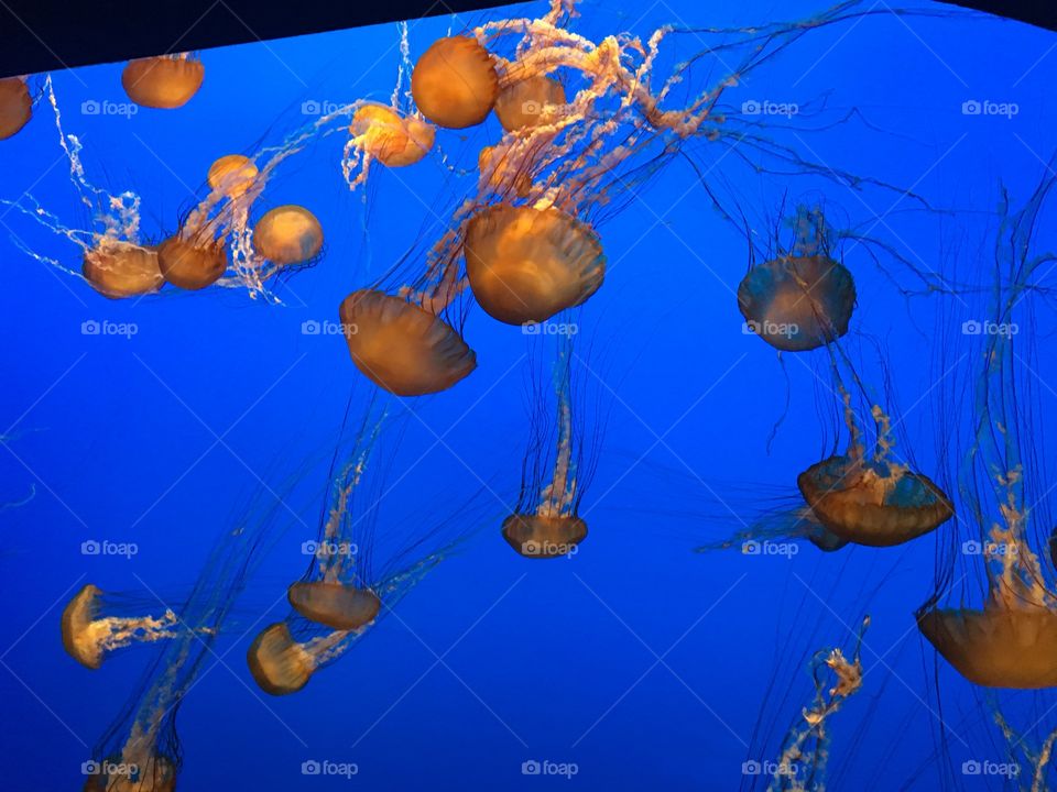 Sea creatures in the Monterey bay aquarium exhibit 