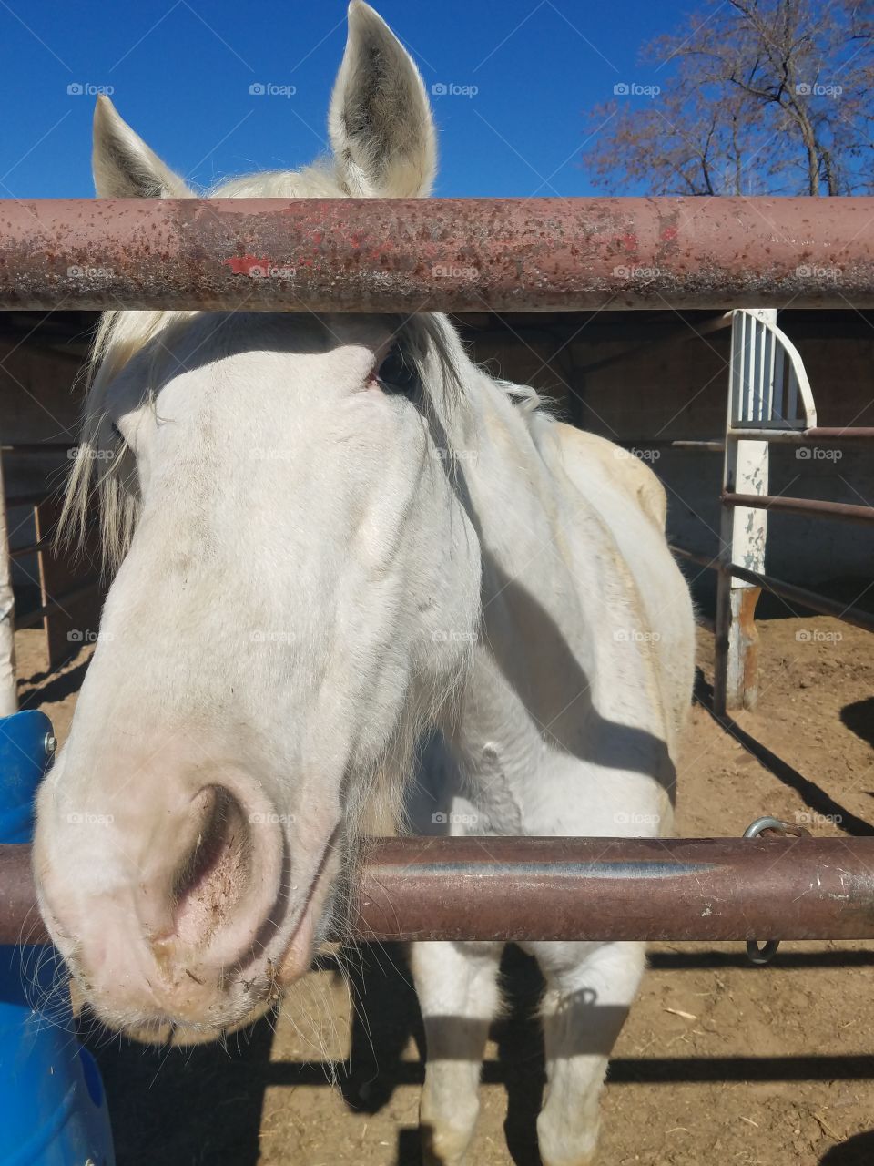 white horse in stall