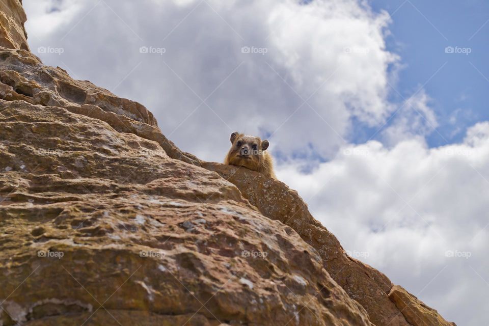 South Africa Dassie Cape rock hyrax