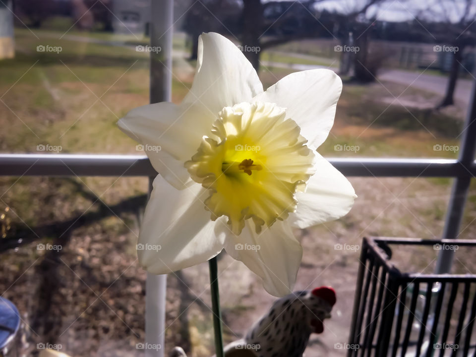 Daffodil