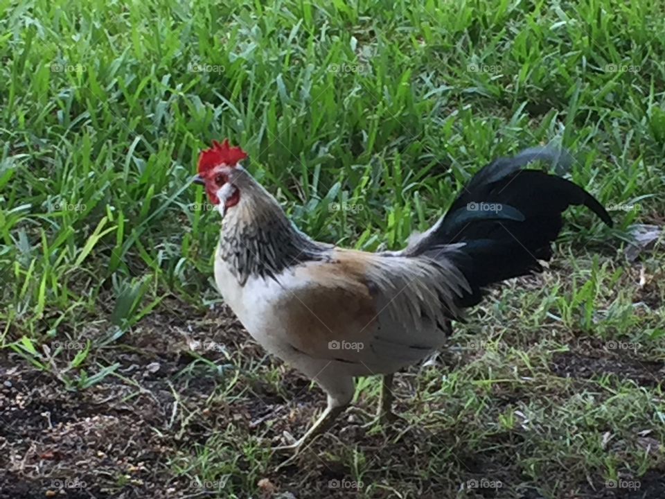 Rooster in Islamorada Florida Keys 