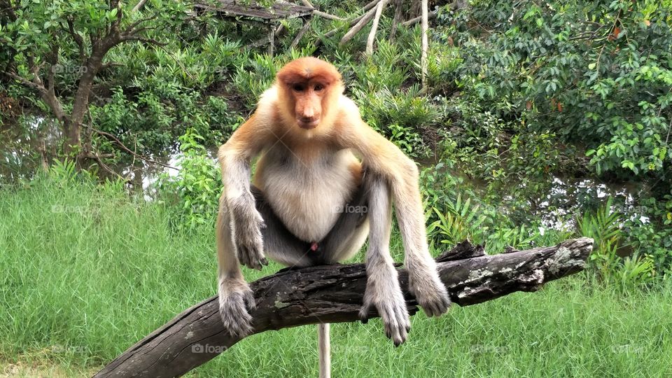 Proboscis Monkey Sanctuary, Borneo