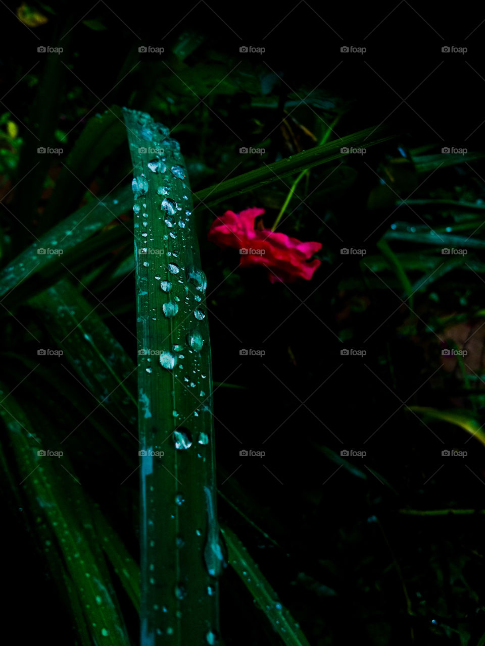Raindrop on leaf  and rose