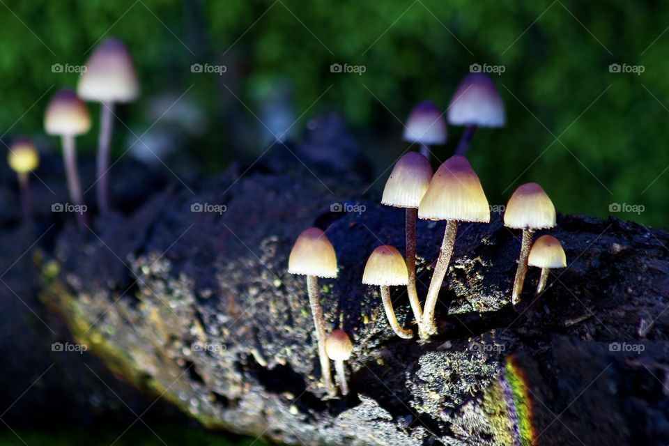 Bonnet mushrooms growing from rotting wood up-lit with coloured lights