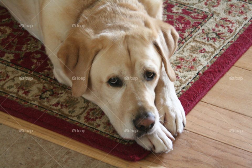 Yellow Labrador 