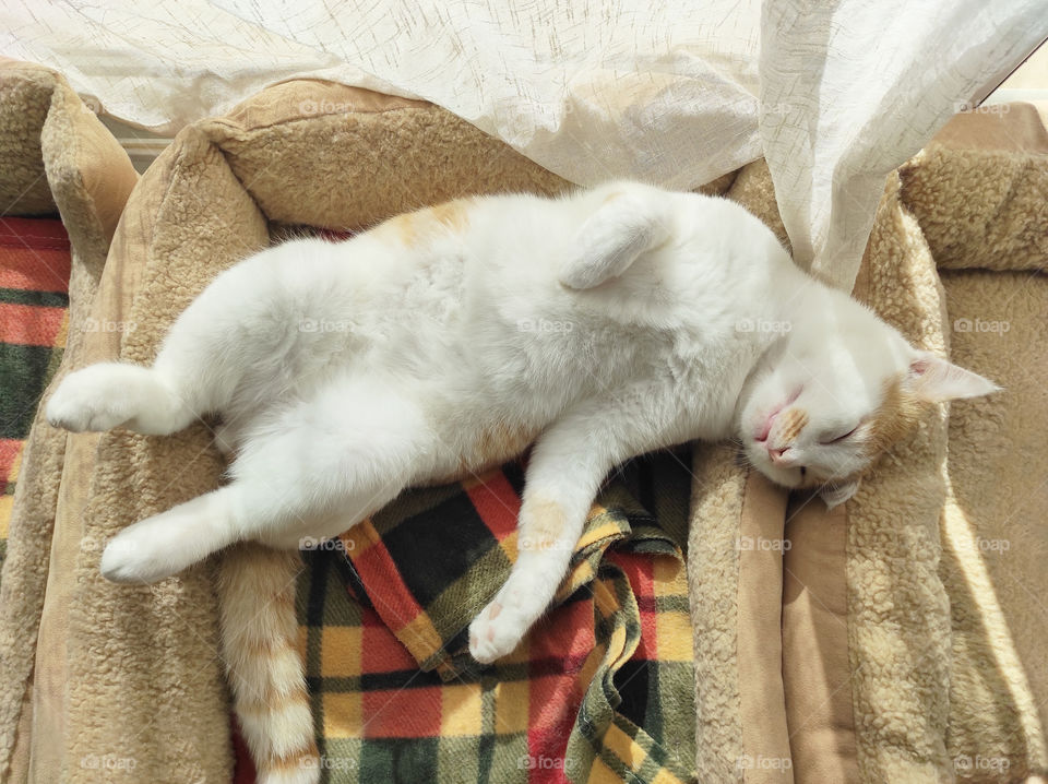 Cat sleeping in cat bed.