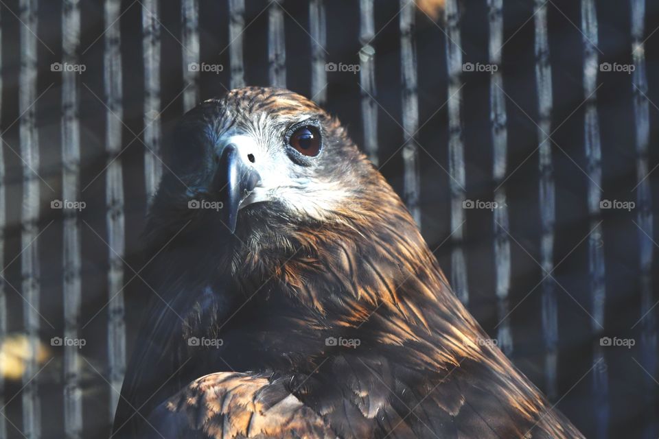 Raptor, Eagle, Bird, Hawk, Falconry