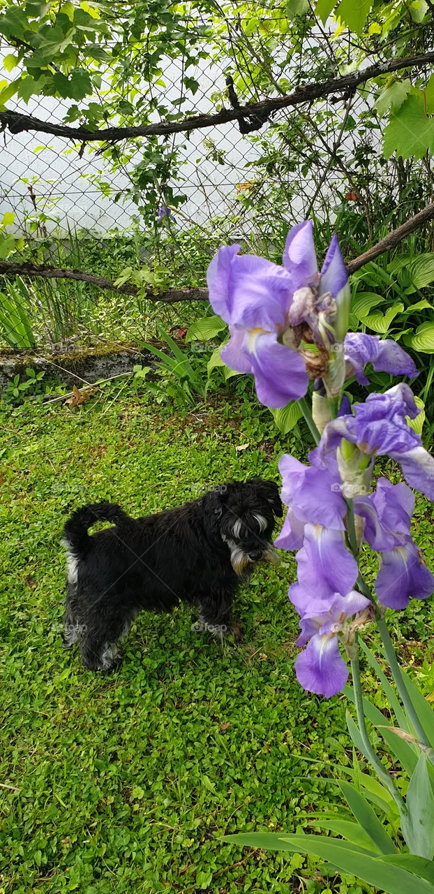 dog in the garden