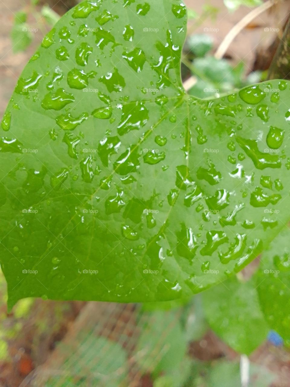 rainy leaf