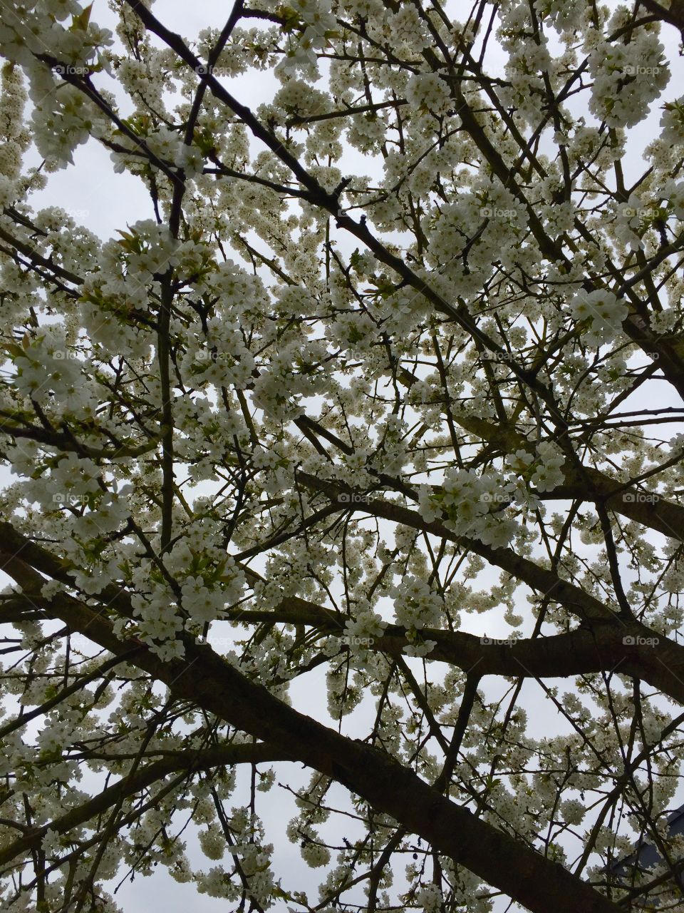 Blossoms Cherry tree