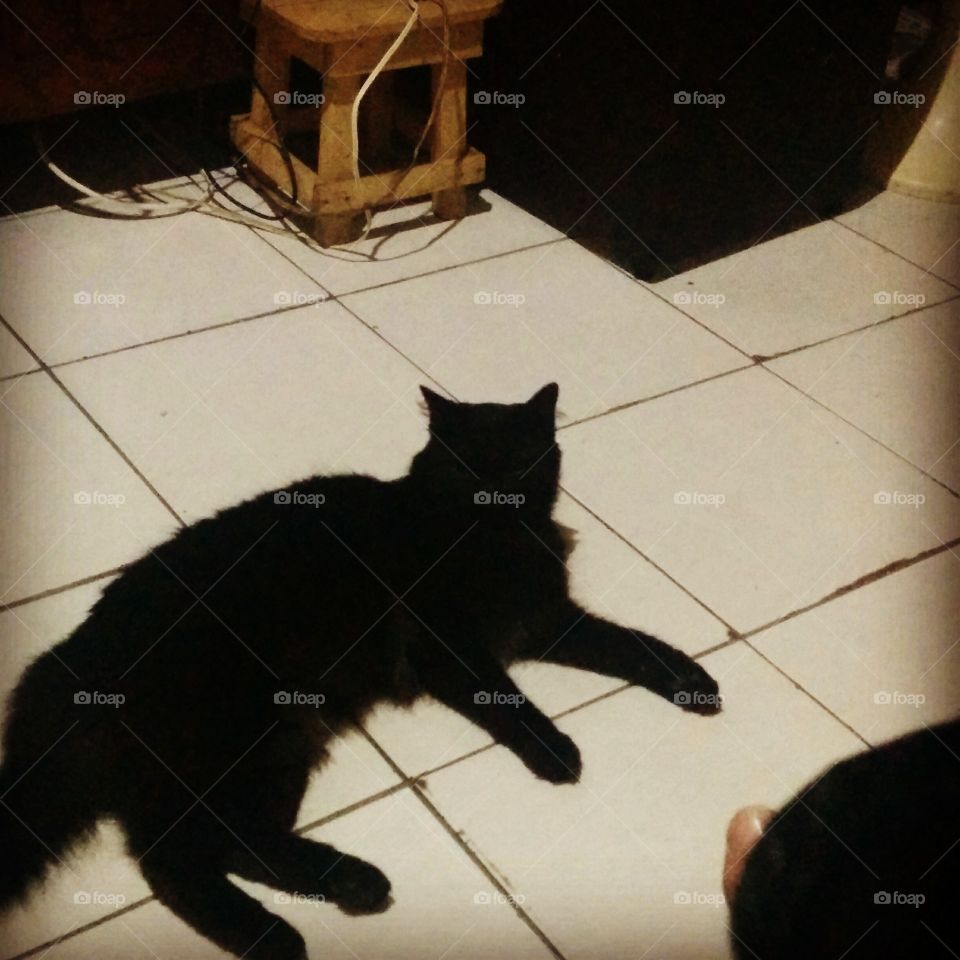 house cat black