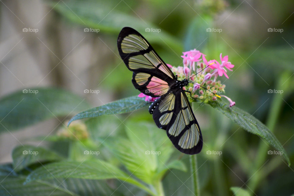 Glasswing Butterfly with transparent wings on a pink flower 