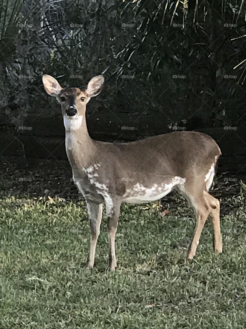 Piebald deer