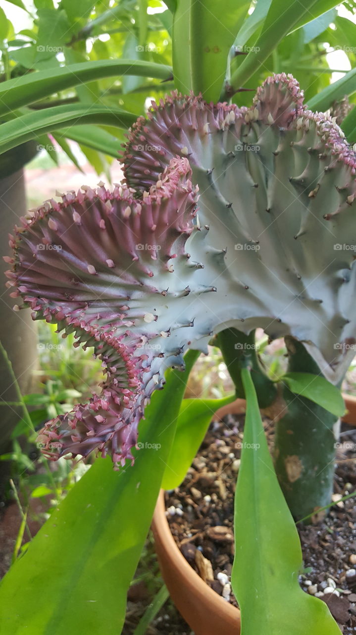 pink coral cactus