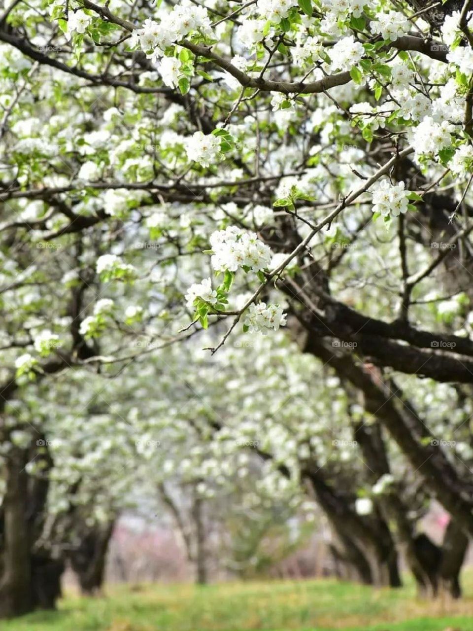 Spring is coming It sprouts! It is blooming! It's raining! The sky breathes! The earth turns green and the nightingale sings. What a beautiful season...