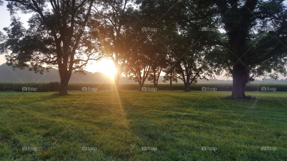 View of sunlight on landscape