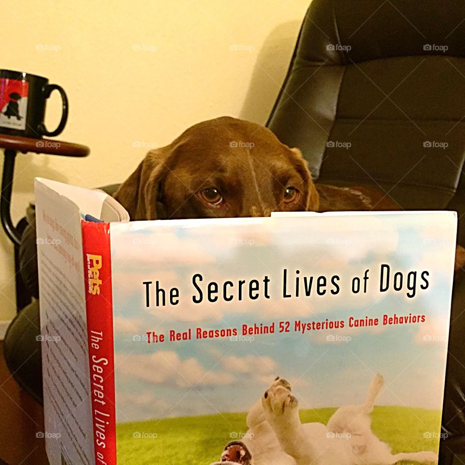 A Dogs Secret