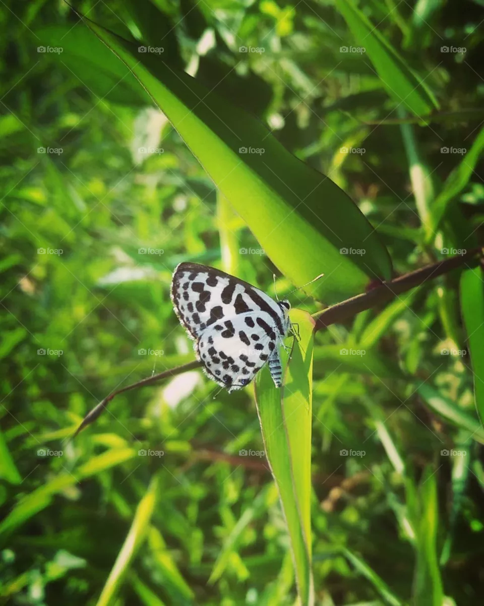 butterfly