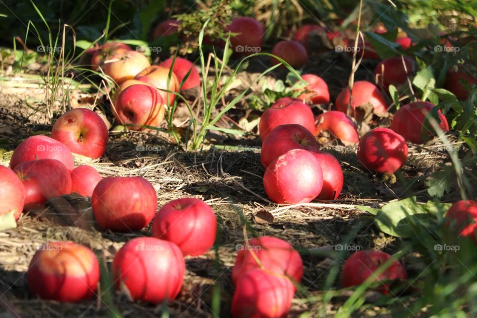 Apples. Amongst the fallen fruit