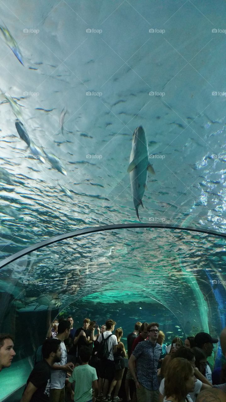 Underwater, Fish, Water, Swimming, Aquarium