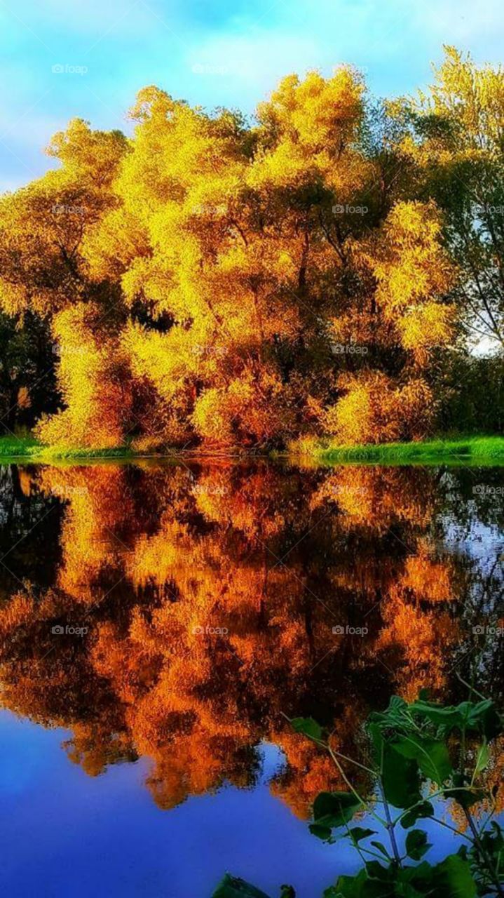 Autumn trees reflected on lake