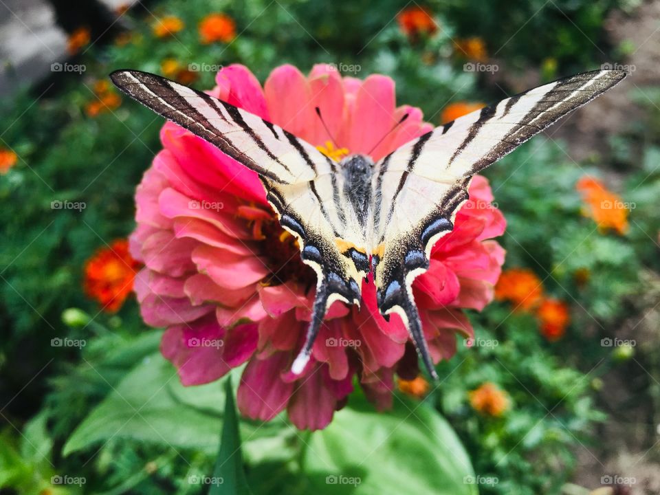 Очень красивая бабочка!