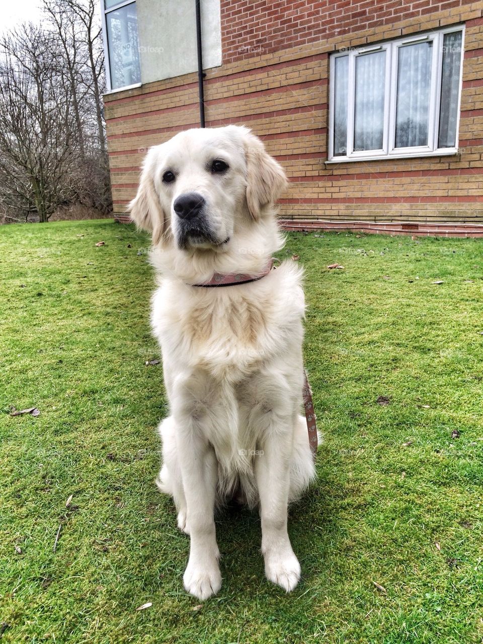 Zoe - Golden Retriever