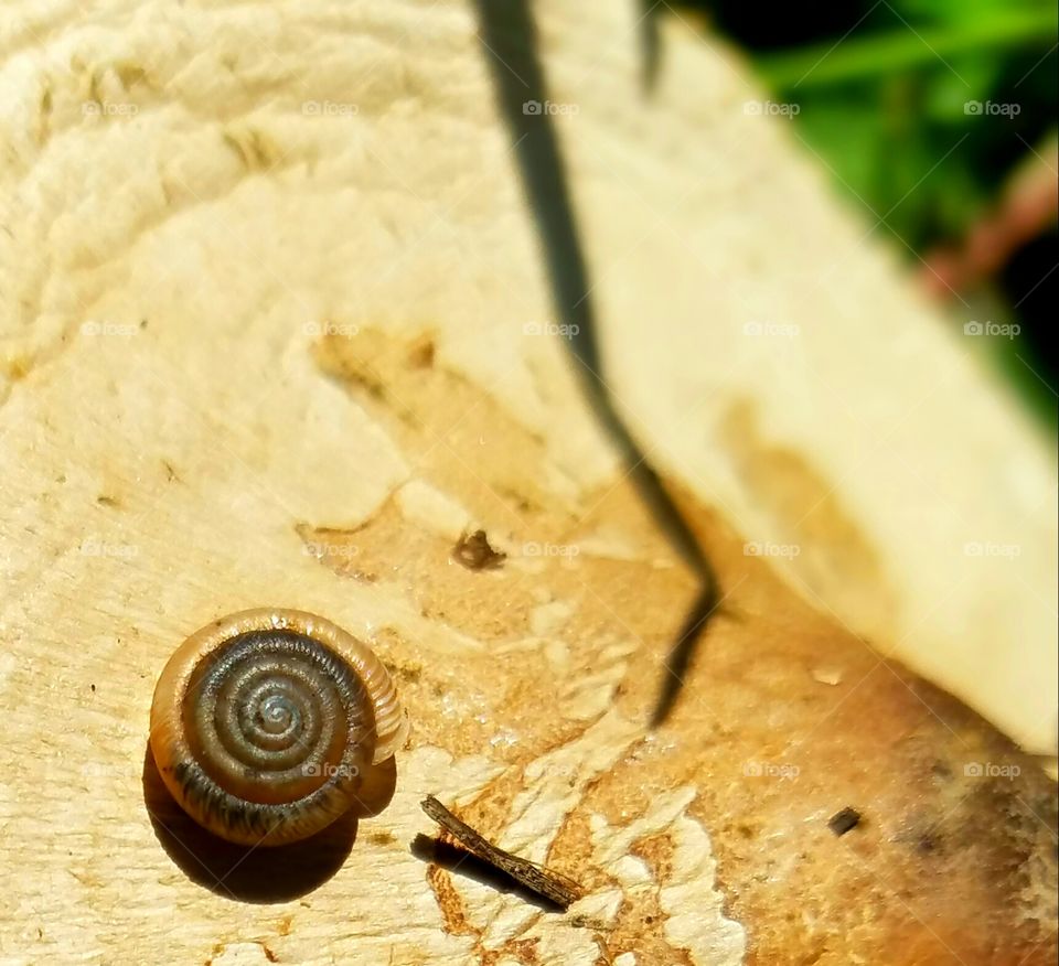 snail shell on a mushroom