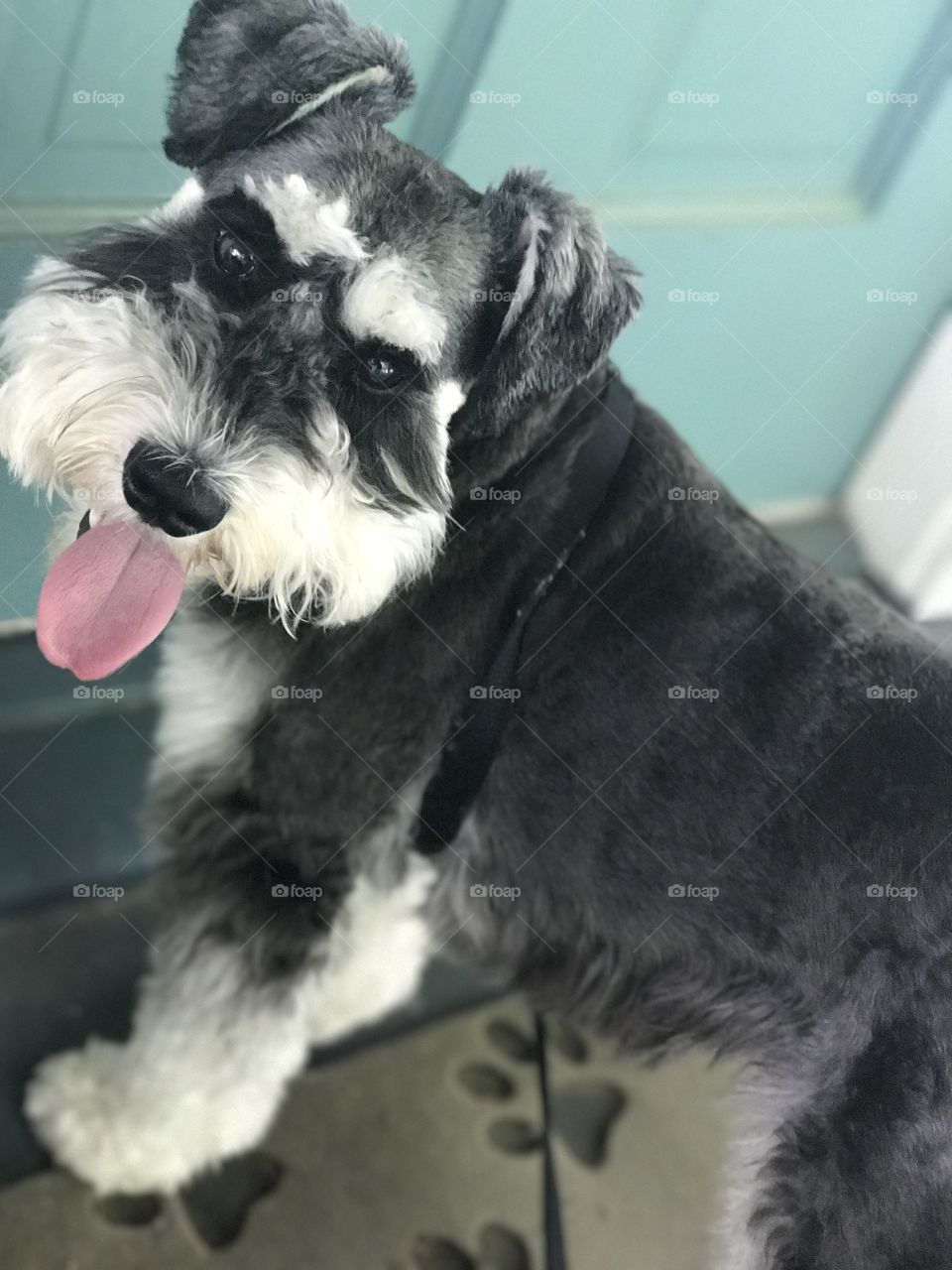 Schnauzer Summer