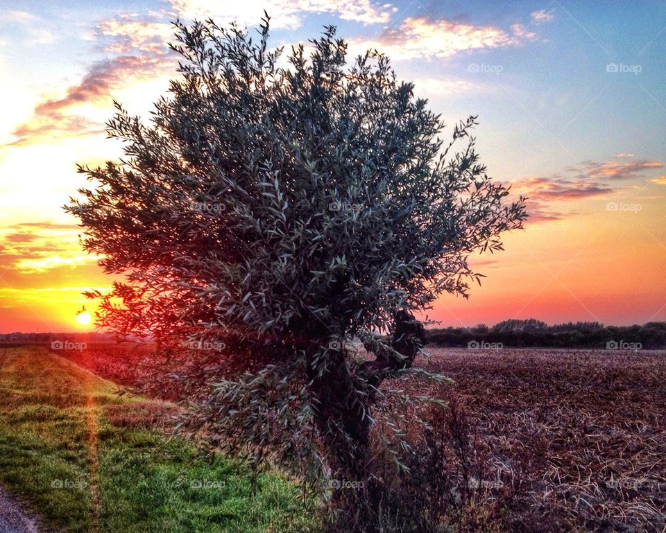 Willow tree in sunset