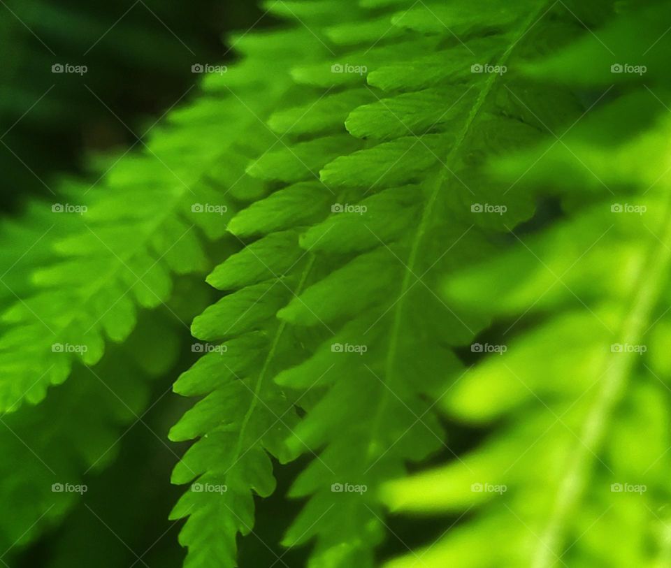 Leaves of the fern, love green💚