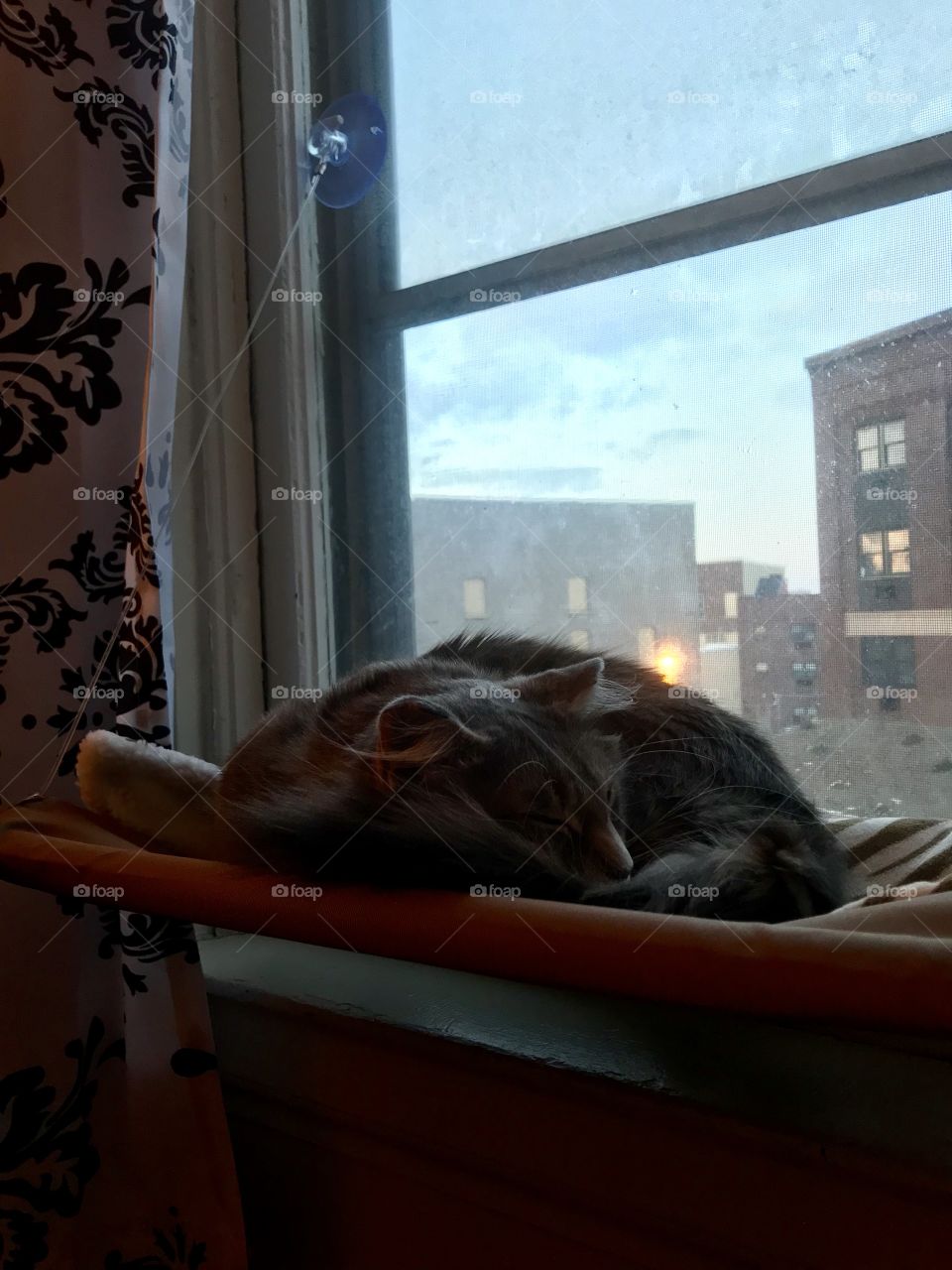 Cat nap in window