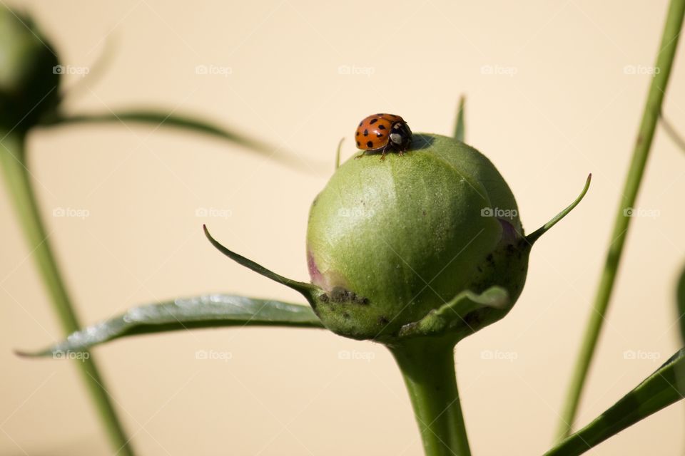 Ladybug 