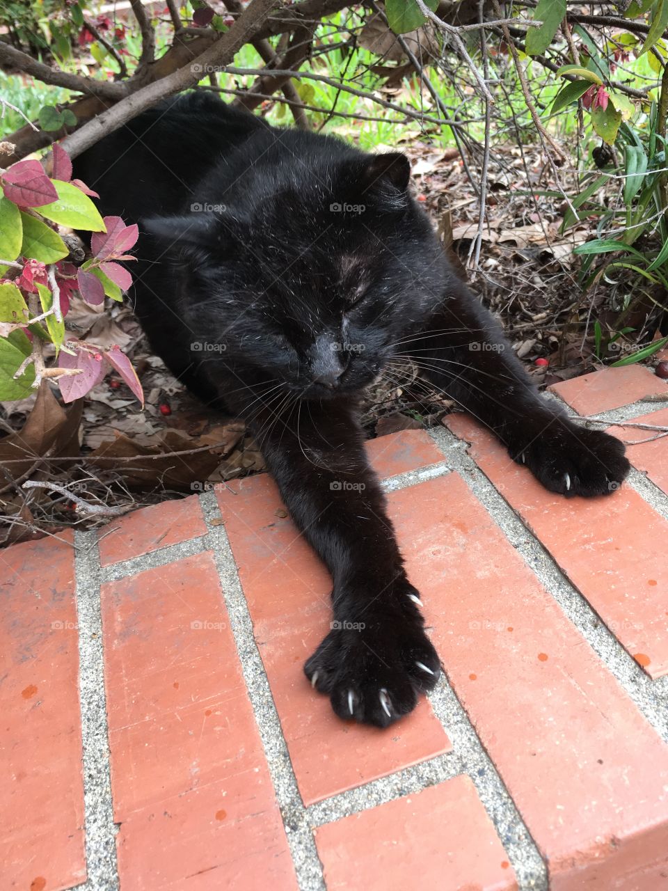 Black cat stretching 