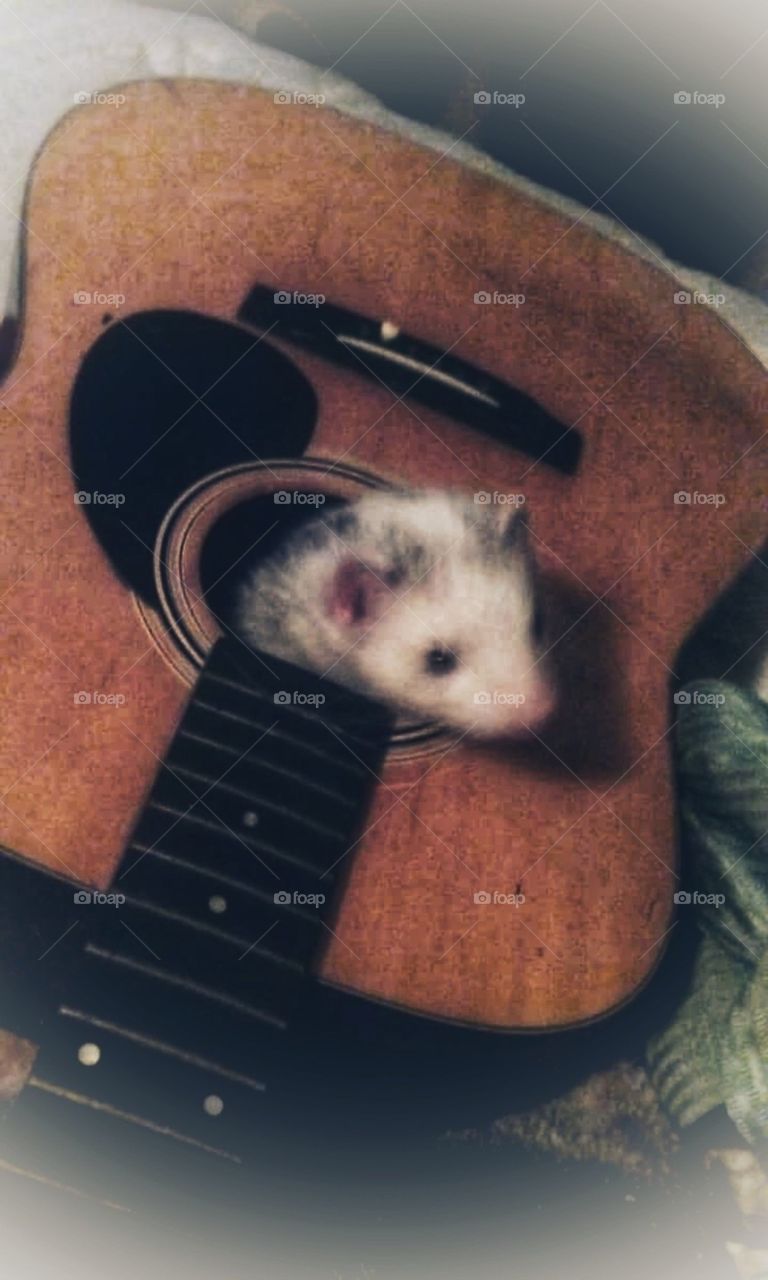 ferret playing In guitar