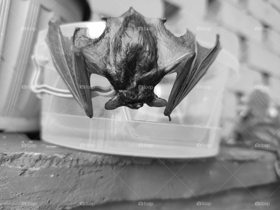 A wet bat, hanging