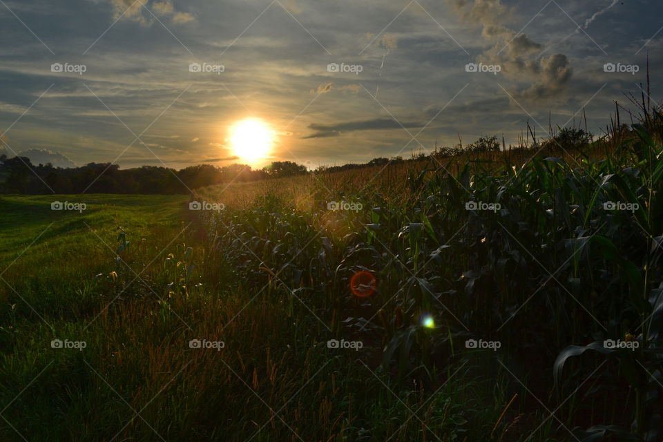 Sunset on a farm. beautiful golden hour