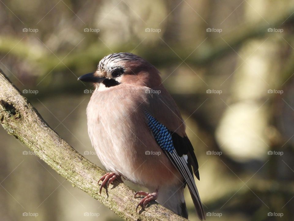 A Jay on a branch