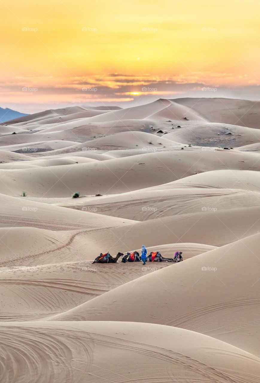 Caravan camel in the majic sunset scene behind the big dune in Sahara